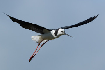 Pied Stilt in Australasia