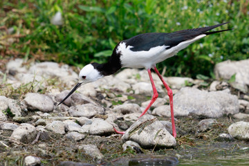 Pied Stilt in Australasia