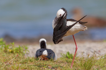 Pied Stilt in Australasia