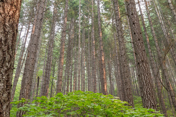 Fototapeta premium trees in forest
