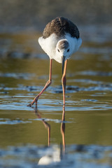 Pied Stilt in Australasia