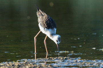 Pied Stilt in Australasia
