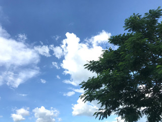 A large green tree with a backdrop of sky and clouds.