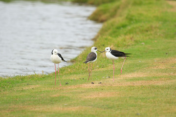 Pied Stilt in Australasia