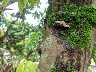 Mossy trees are greener and there are snails on the trees.