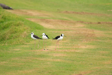 Pied Stilt in Australasia