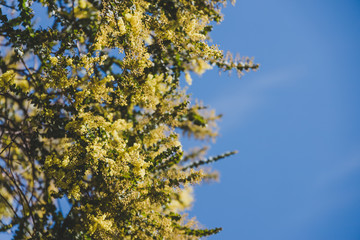 native Australian wattle tree about to bloom