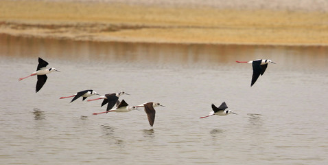 Pied Stilt in Australasia