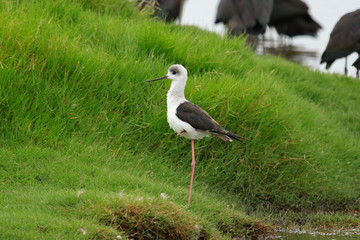 Pied Stilt in Australasia