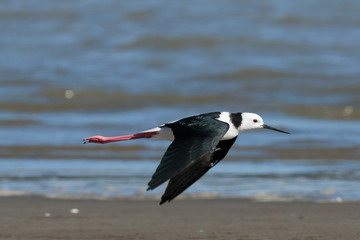 Pied Stilt in Australasia