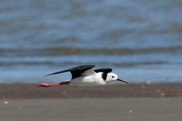 Pied Stilt in Australasia