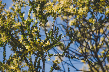 native Australian wattle tree about to bloom