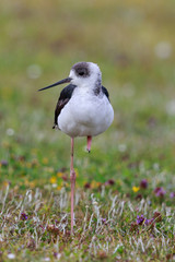 Pied Stilt in Australasia