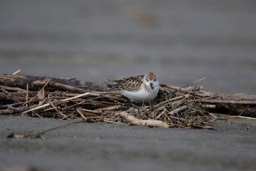 Red Necked Stint in Australasia