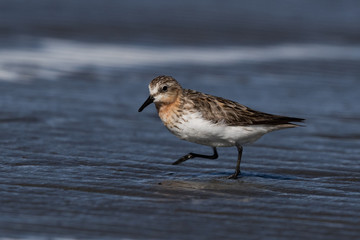 Red Necked Stint in Australasia