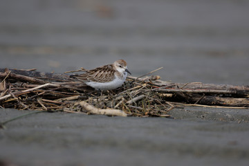 Red Necked Stint in Australasia