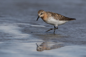 Red Necked Stint in Australasia