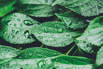 水滴のついた葉っぱ