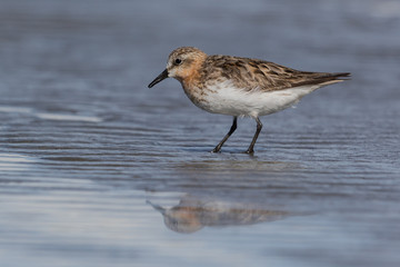 Red Necked Stint in Australasia