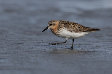 Red Necked Stint in Australasia