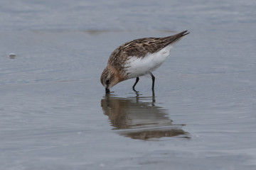 Red Necked Stint in Australasia