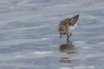Red Necked Stint in Australasia