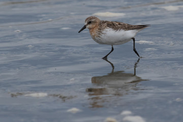 Red Necked Stint in Australasia