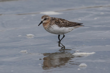 Red Necked Stint in Australasia