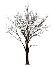 The dead tree that is completely separated from the background with perfection Can be used in many ways