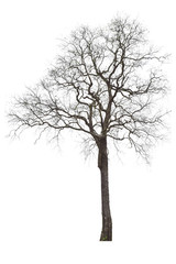 Obraz premium The dead tree that is completely separated from the background with perfection Can be used in many ways
