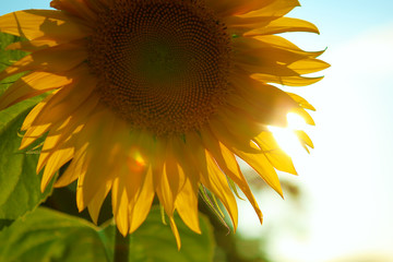 sunflower on blue background