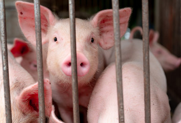 Cute piglet in farm. Happy and healthy small pig. Livestock farming. Meat industry. Animal meat...