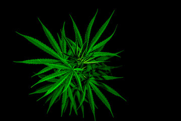 Cannabis plant. Cannabis sativa (Hemp) has CBD. Marijuana (weed) green leaves on black background....
