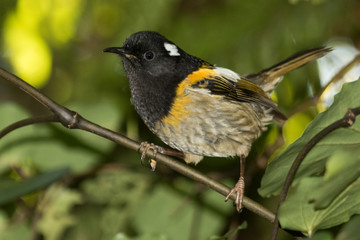 Stitchbird Endemic Honeyeater of New Zealand