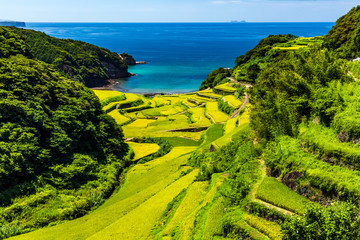 浜野浦の棚田