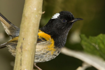 Stitchbird Endemic Honeyeater of New Zealand