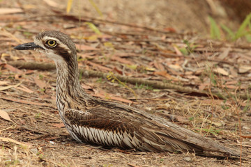 Bush Stone Curlew in Australia