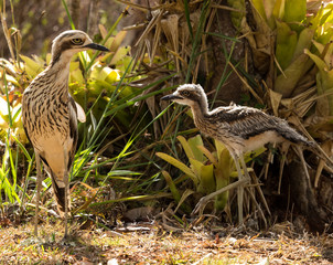 Bush Stone Curlew in Australia