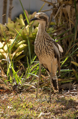Bush Stone Curlew in Australia