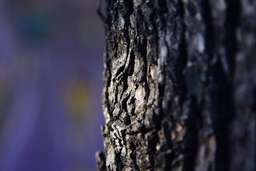 Corteza árbol tronco