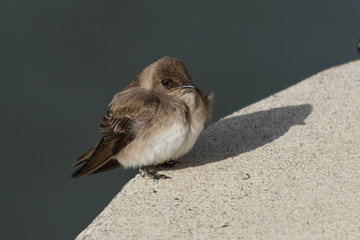 Rough Winged Swallow in Pennslyvania