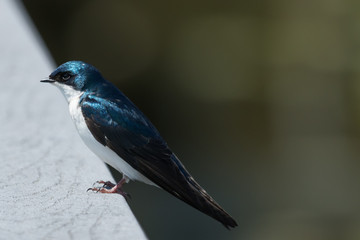 Tree Swallow in Pennslyvania