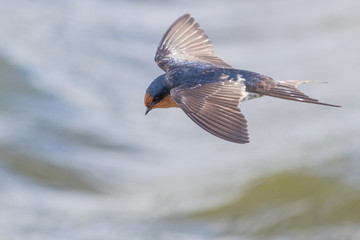 Welcome Swallow in Australasia