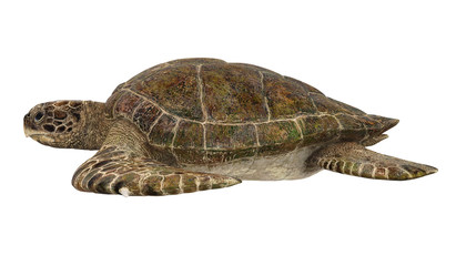 Obraz premium Sea Turtle Isolated
