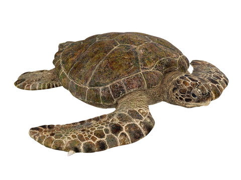 Sea Turtle Isolated