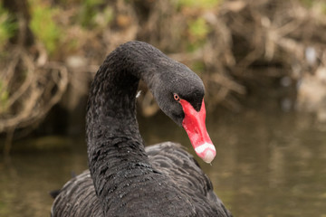 Fototapeta premium Black Swan