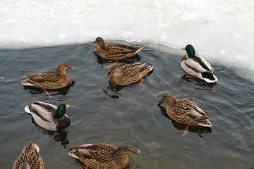 Many ducks did not fly away for the winter. Problems of birds in ice covered reservoir. Ducks winter in the city pond.