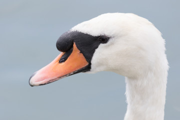Mute Swan