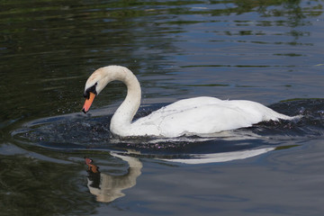 Mute Swan
