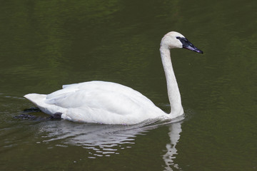 Mute Swan
